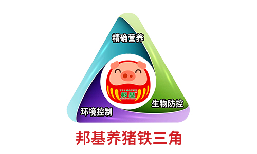 邦基養(yǎng)豬鐵三角